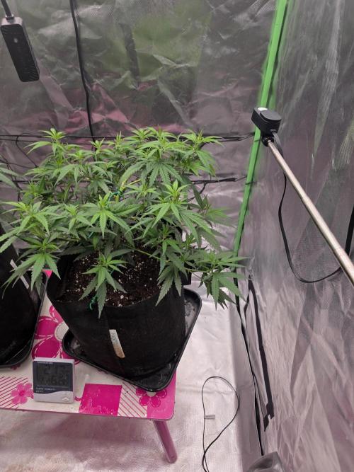 Blue Zushi clone!?🍣🍢🍥. Week 6