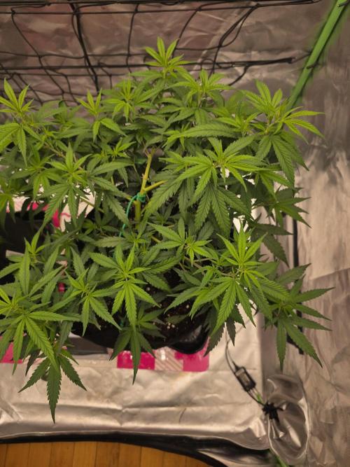 Blue Zushi clone!?🍣🍢🍥. Week 6