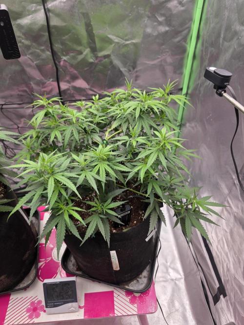 Blue Zushi clone!?🍣🍢🍥. Week 6