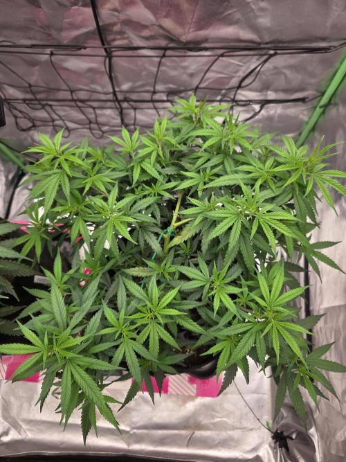 Blue Zushi clone!?🍣🍢🍥. Week 6