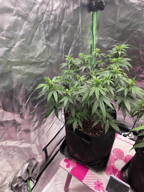 Candy store clone 2nd run 🍭🍬. Week 6