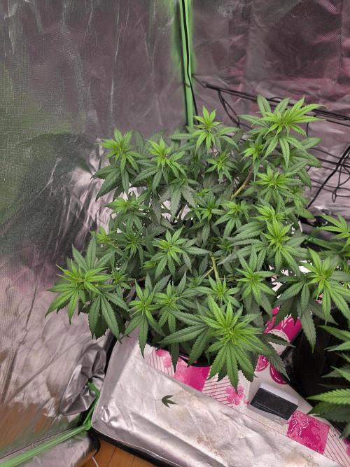 Candy store clone 2nd run 🍭🍬. Week 6