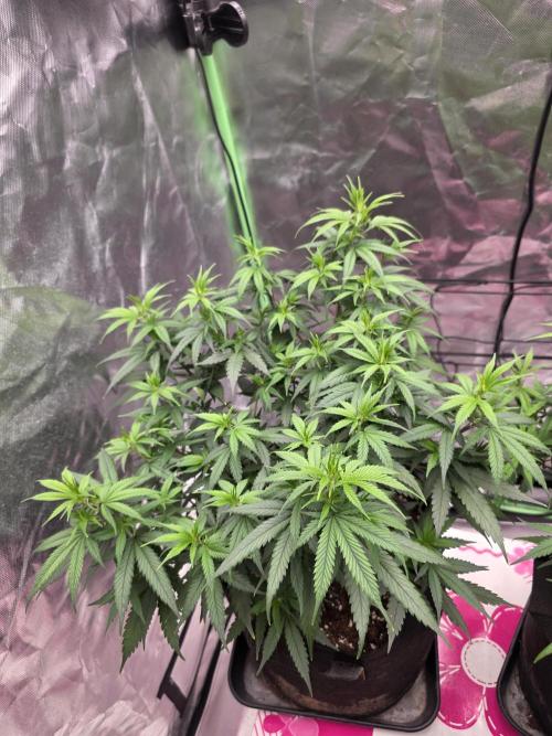 Candy store clone 2nd run 🍭🍬. Week 6