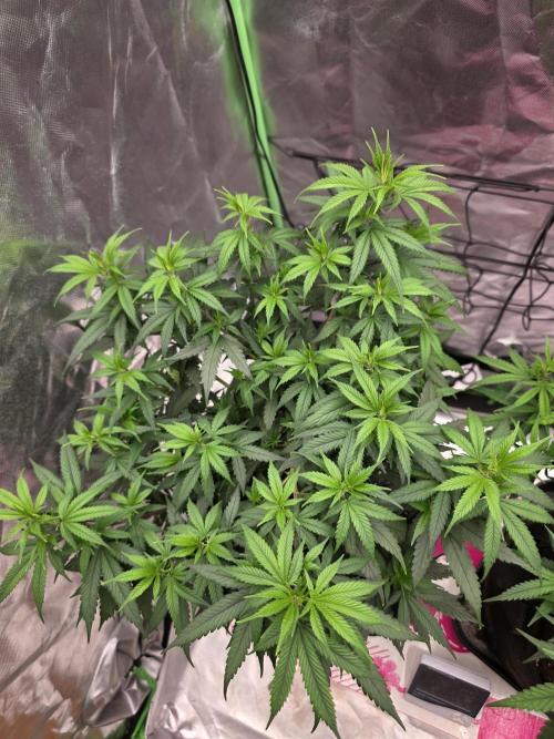 Candy Store R1. Week 6