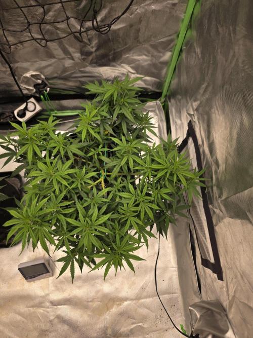 Blue Zushi clone!?🍣🍢🍥. Week 7