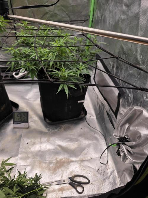 Blue Zushi clone!?🍣🍢🍥. Week 7