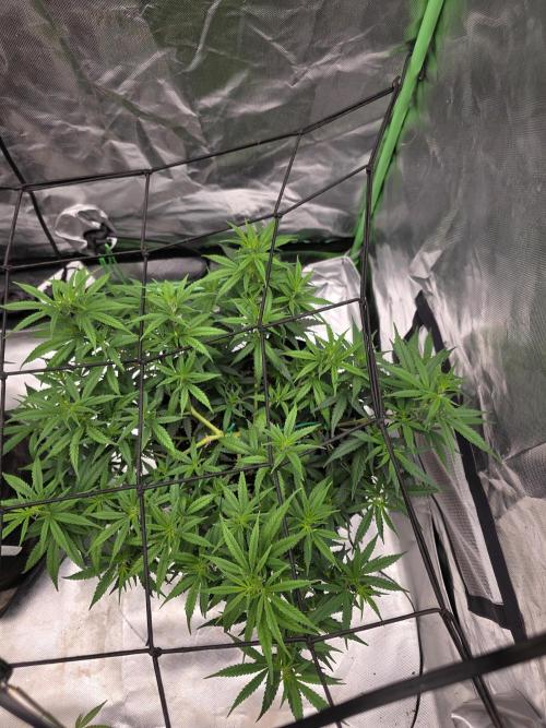 Blue Zushi clone!?🍣🍢🍥. Week 7