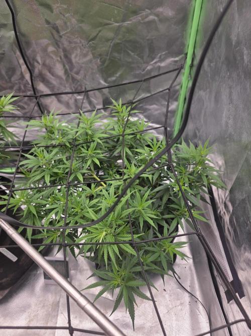 Blue Zushi clone!?🍣🍢🍥. Week 7