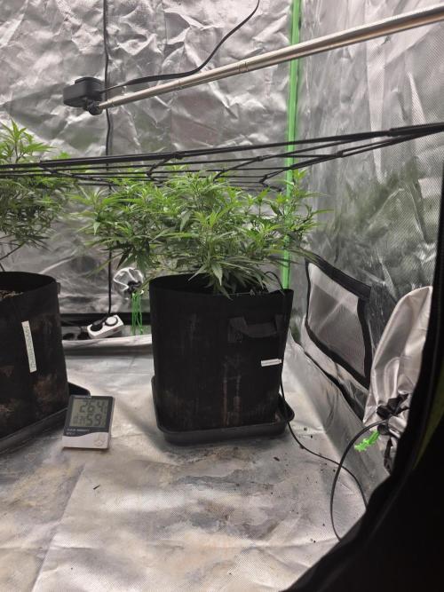 Blue Zushi clone!?🍣🍢🍥. Week 7