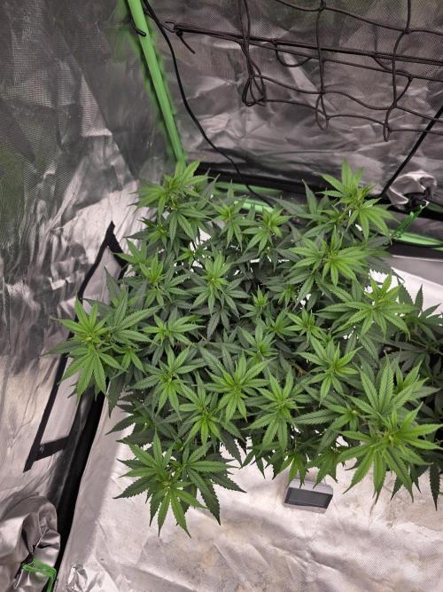 Candy store clone 2nd run 🍭🍬. Week 7