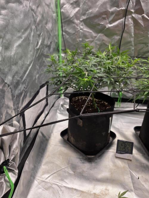 Candy store clone 2nd run 🍭🍬. Week 7