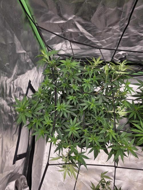 Candy store clone 2nd run 🍭🍬. Week 7