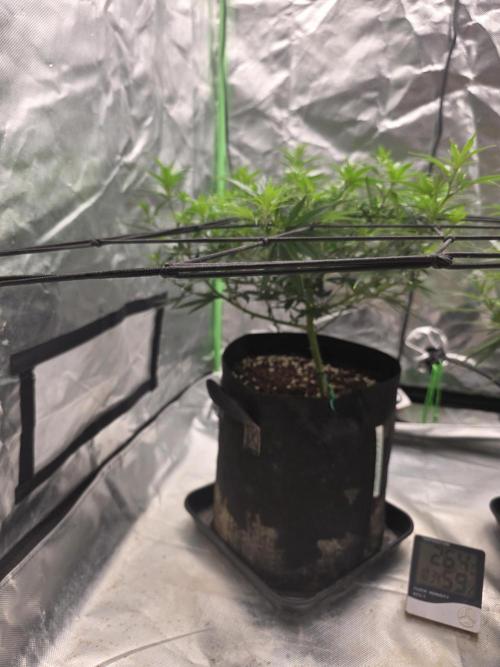 Candy store clone 2nd run 🍭🍬. Week 7