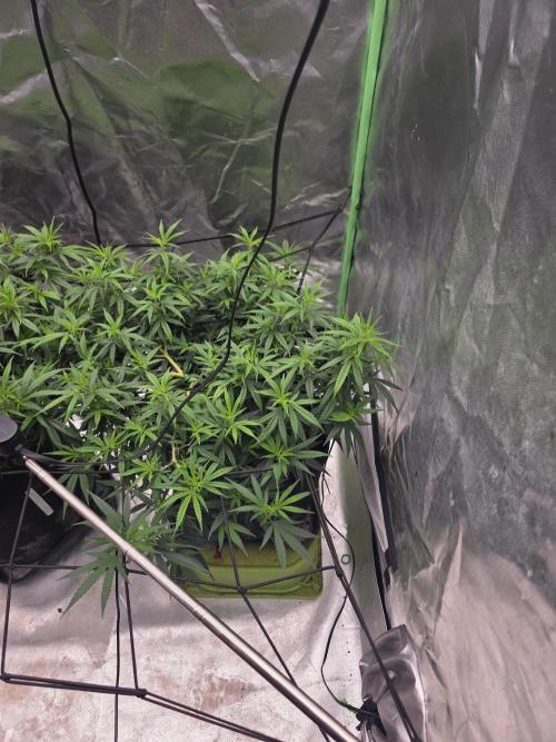 Blue Zushi clone!?π£π’π₯. Week 8
