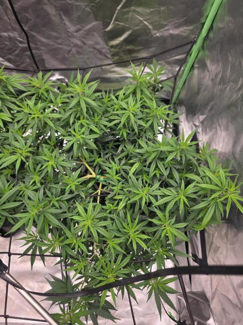Blue Zushi clone!?π£π’π₯. Week 8