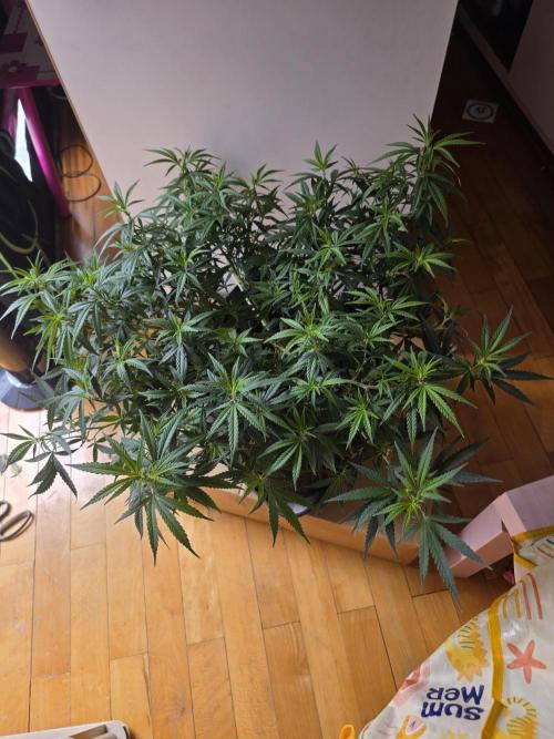 Blue Zushi clone!?π£π’π₯. Week 8
