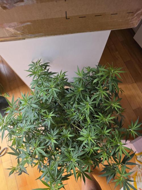 Blue Zushi. Week 8