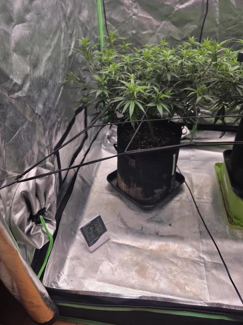 Candy store clone 2nd run 🍭🍬. Week 8