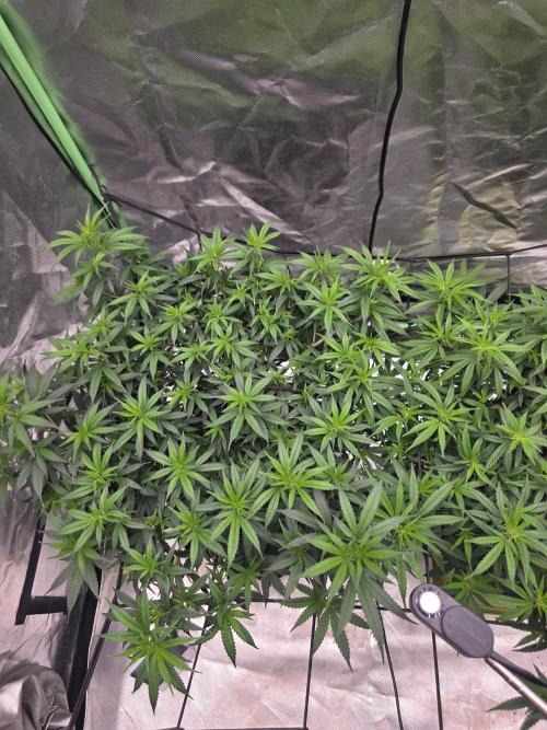Candy store clone 2nd run 🍭🍬. Week 8