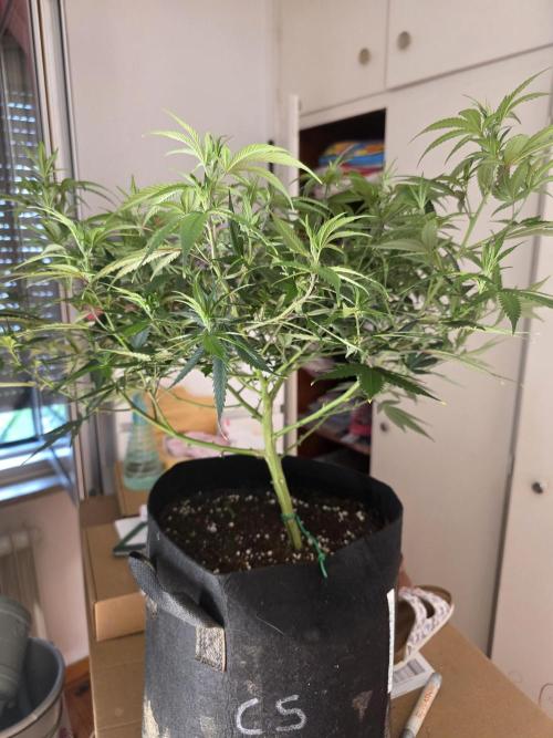 Candy store clone 2nd run 🍭🍬. Week 8