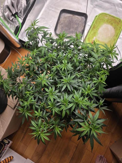Candy Store R1. Week 8
