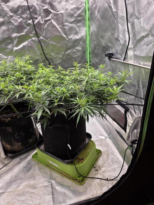 Blue Zushi. Week 9