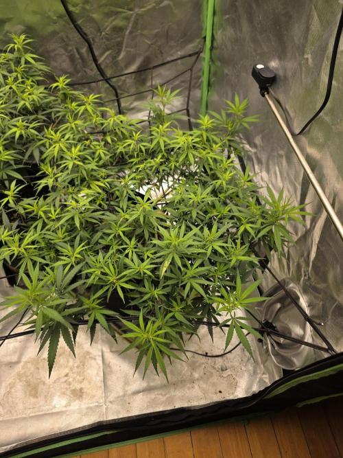 Blue Zushi clone!?π£π’π₯. Week 9