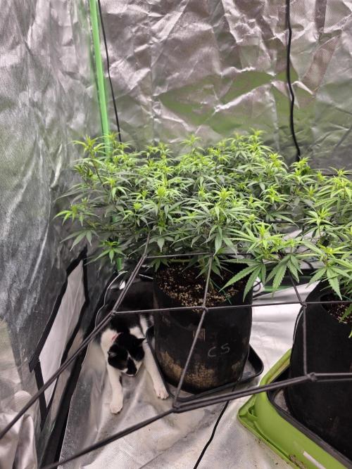 Candy store clone 2nd run 🍭🍬. Week 9