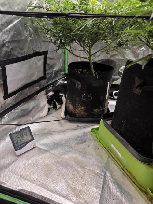 Candy store clone 2nd run 🍭🍬. Week 9