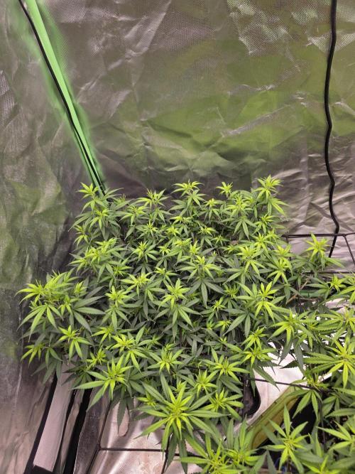 Candy store clone 2nd run 🍭🍬. Week 9