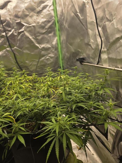 Blue Zushi clone!?🍣🍢🍥. Week 10