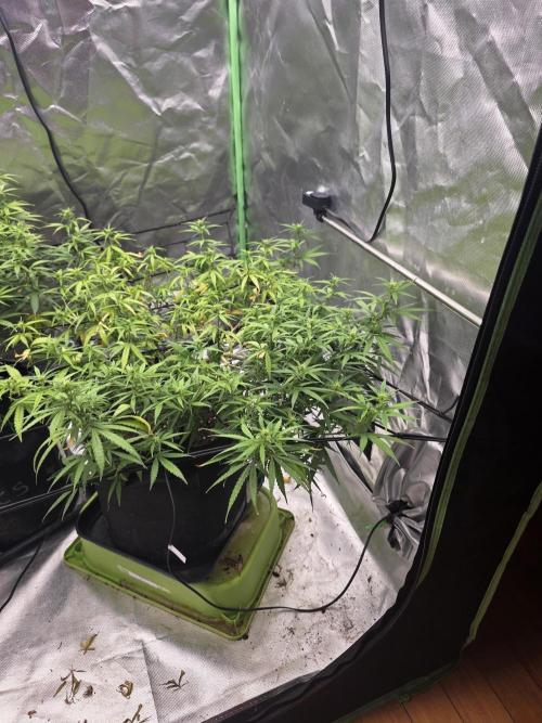 Blue Zushi clone!?🍣🍢🍥. Week 10