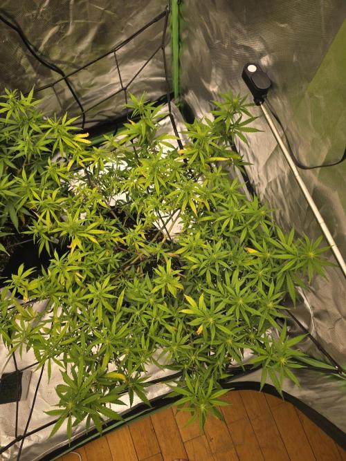 Blue Zushi clone!?🍣🍢🍥. Week 10