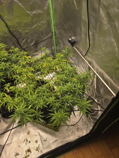 Blue Zushi clone!?🍣🍢🍥. Week 10