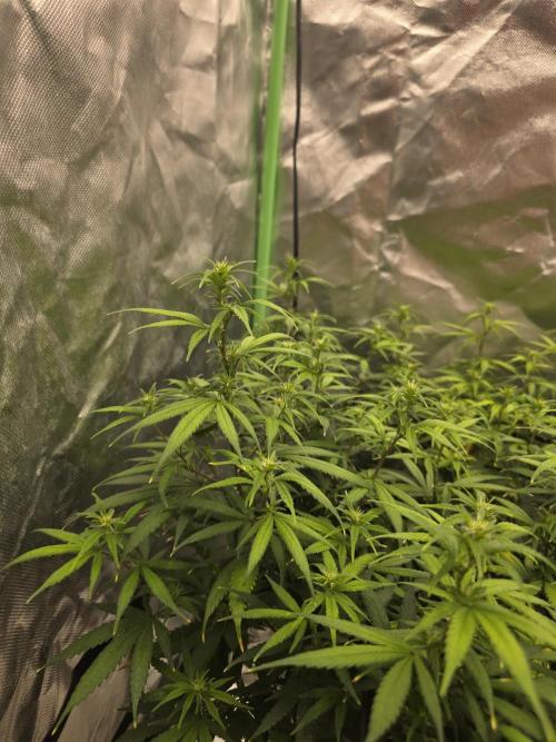 Candy store clone 2nd run 🍭🍬. Week 10