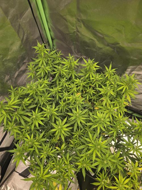 Candy store clone 2nd run 🍭🍬. Week 10