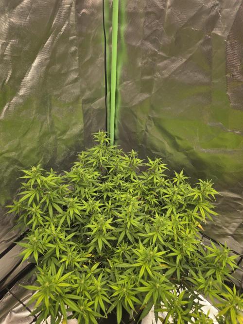 Candy store clone 2nd run 🍭🍬. Week 10