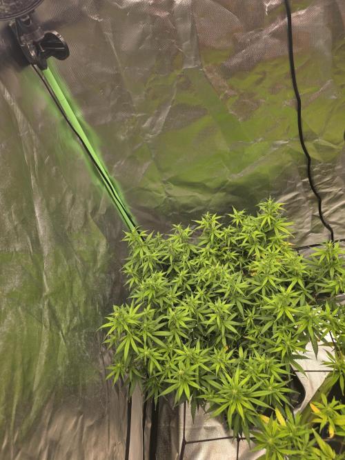 Candy store clone 2nd run 🍭🍬. Week 10