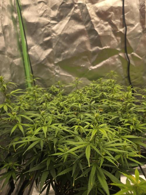 Candy store clone 2nd run 🍭🍬. Week 10