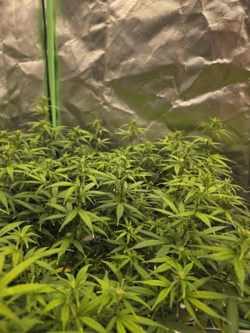 Candy Store R1. Week 10