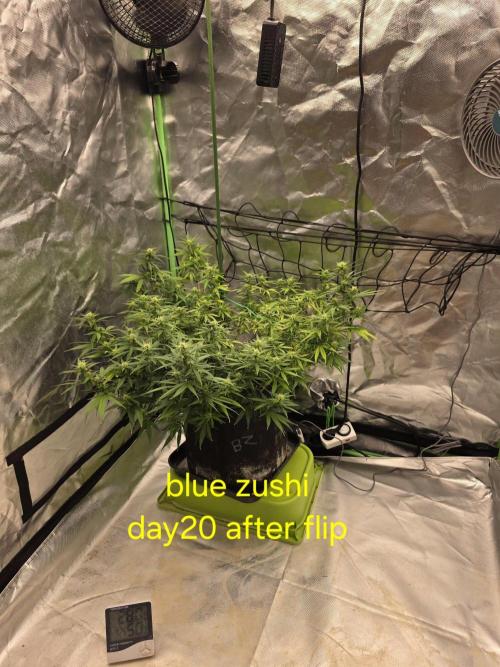 Blue Zushi clone!?🍣🍢🍥. Week 11