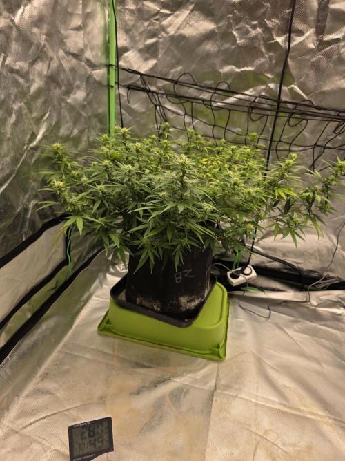 Blue Zushi clone!?🍣🍢🍥. Week 11