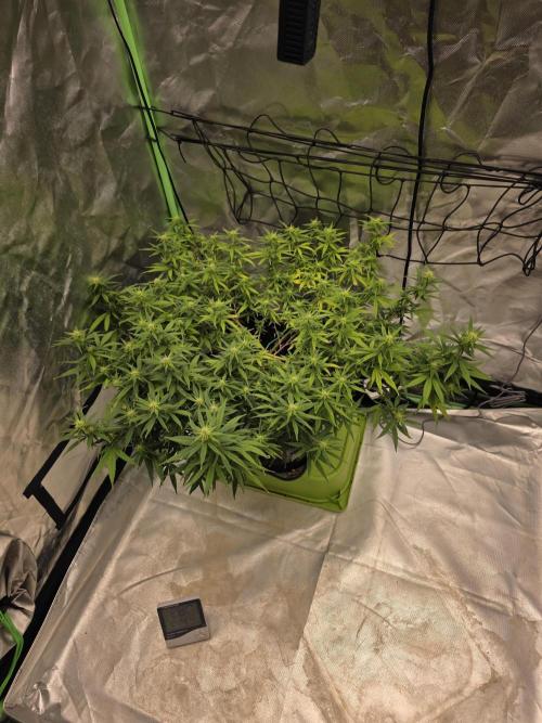 Blue Zushi clone!?🍣🍢🍥. Week 11