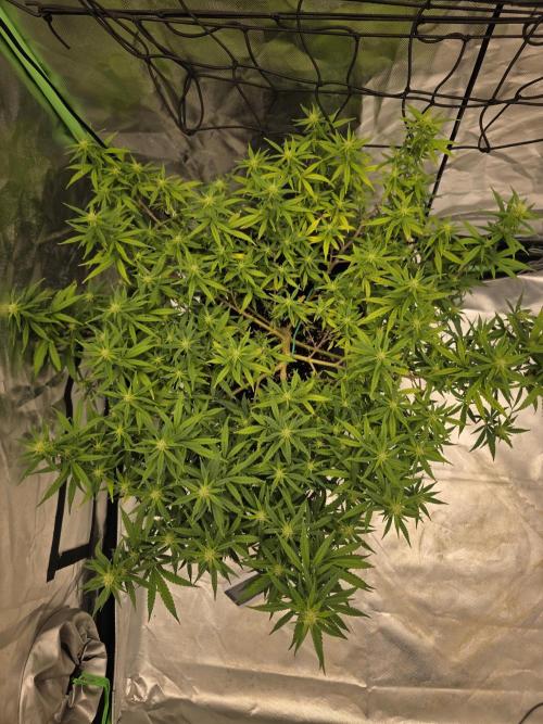 Blue Zushi clone!?🍣🍢🍥. Week 11