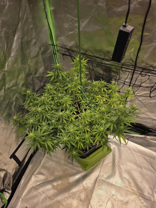 Blue Zushi clone!?🍣🍢🍥. Week 11