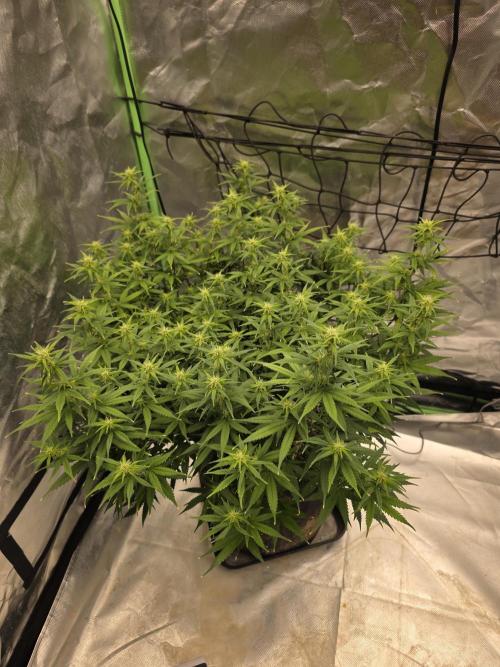 Candy store clone 2nd run 🍭🍬. Week 11