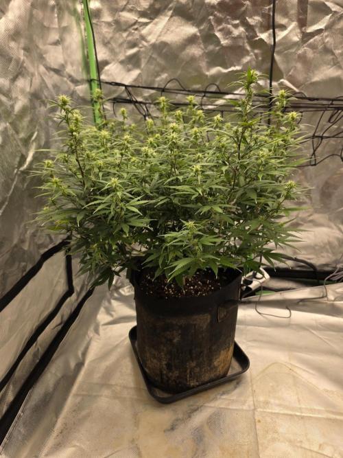Candy store clone 2nd run 🍭🍬. Week 11