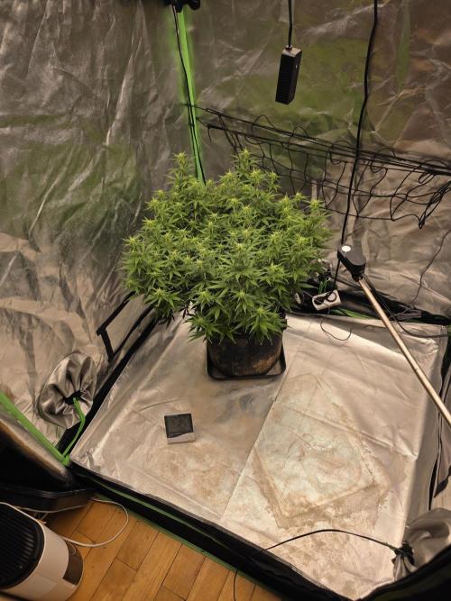 Candy store clone 2nd run 🍭🍬. Week 11