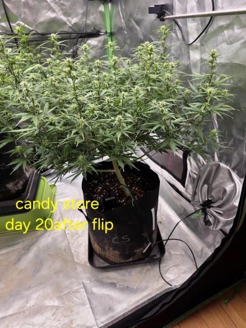 Candy store clone 2nd run 🍭🍬. Week 11