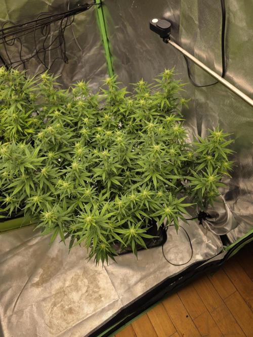 Candy store clone 2nd run 🍭🍬. Week 11